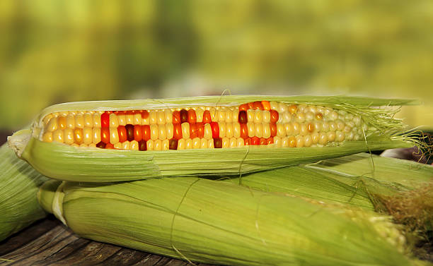 A GMO corn.
