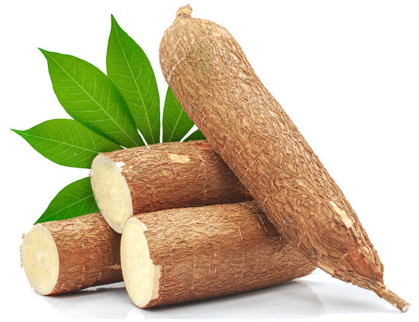 Fresh cassava roots